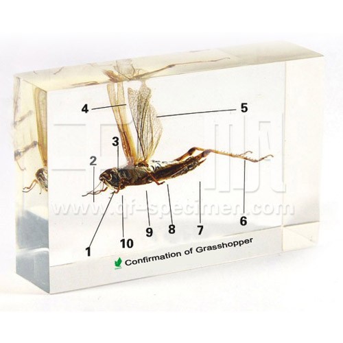 Строение саранчи (в прозр. пластике)