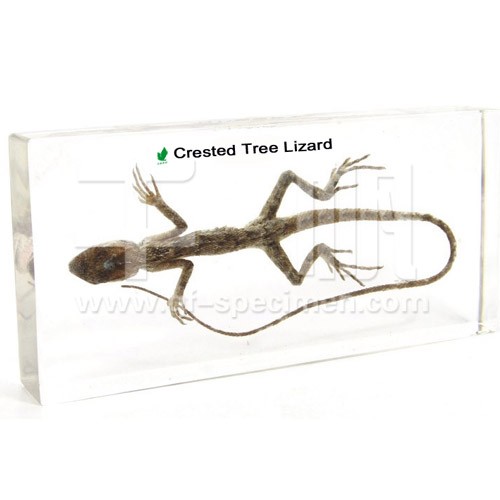 Ящерица (в прозр. пластике)