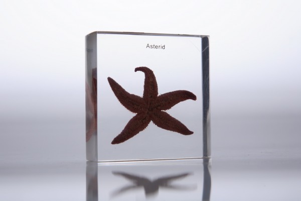 Морская звезда (в прозрачном пластике)