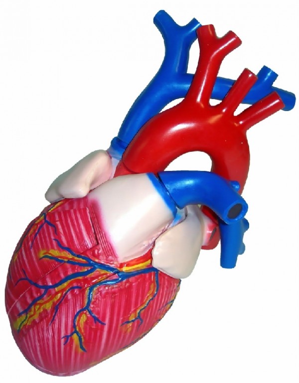 Модель сердца в разрезе (демонстрационная)