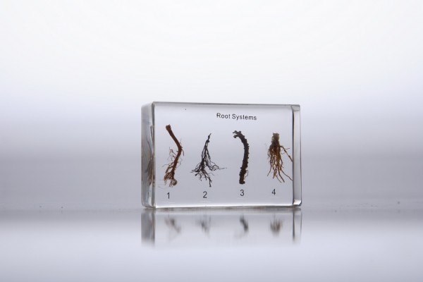 Виды корневых систем (в прозрачном пластике)