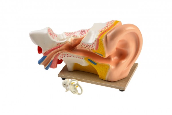 Модель уха