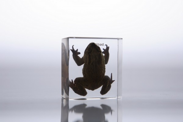 Внешнее строение лягушки (в прозрачном пластике)