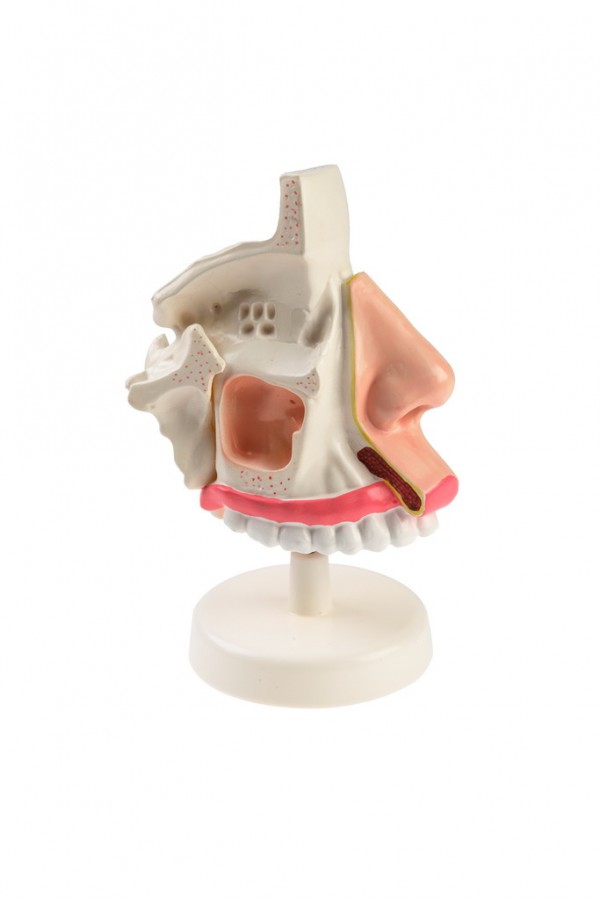 Модель носа в разрезе