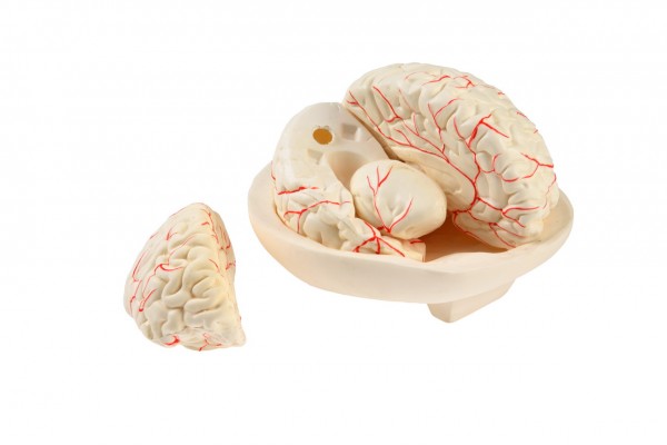 Модель мозга в разрезе