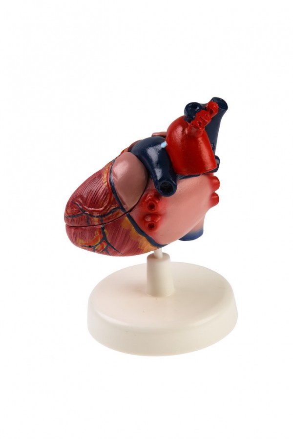 Модель сердца лабораторная
