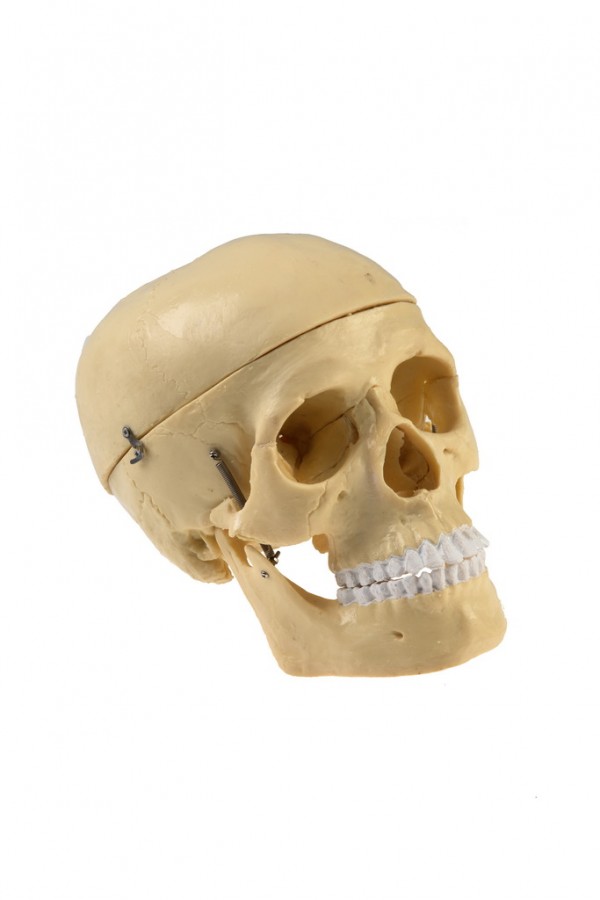 Модель Череп человека