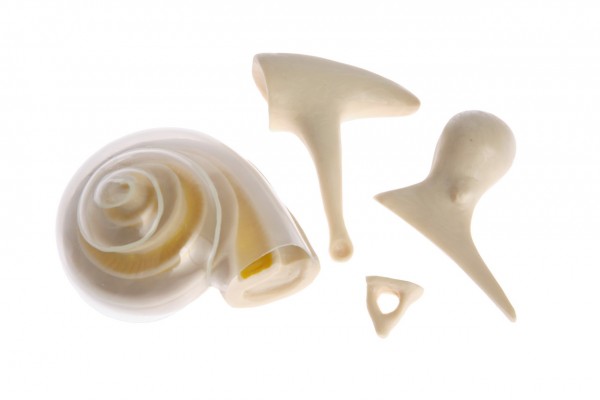 Косточки слуховые