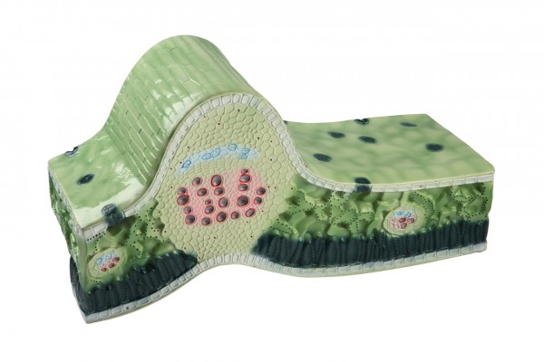 Строение листа