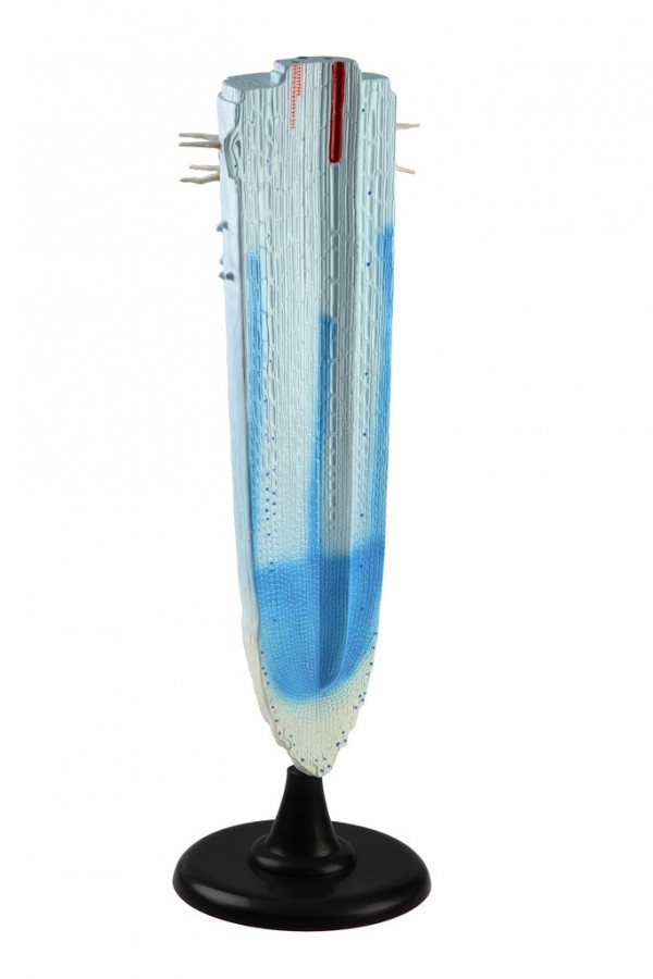 Строение корня