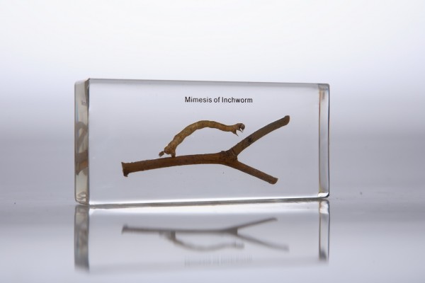 Мимикрия гусеницы (в прозрачном пластике)